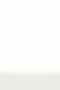 Raquel High Waist Flared Legging - Military/White