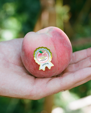 peach ripple⁺
