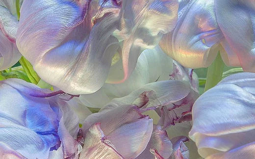 Purple fluorescent flowers - Do Aromatherapy Diffusers Work - Ripple+