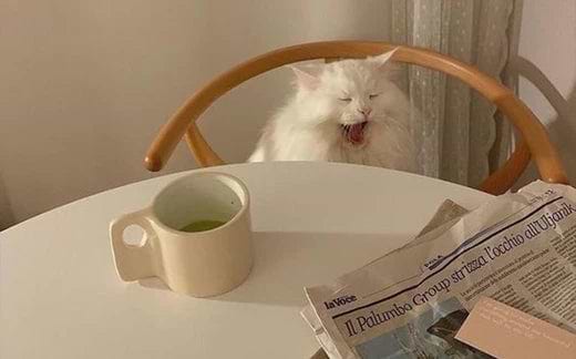 cat Yawning- What is burnout and why do we experience it - Ripple+