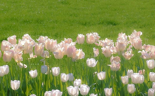 floral banner - How to enjoy the benefits of aromatherapy - Ripple