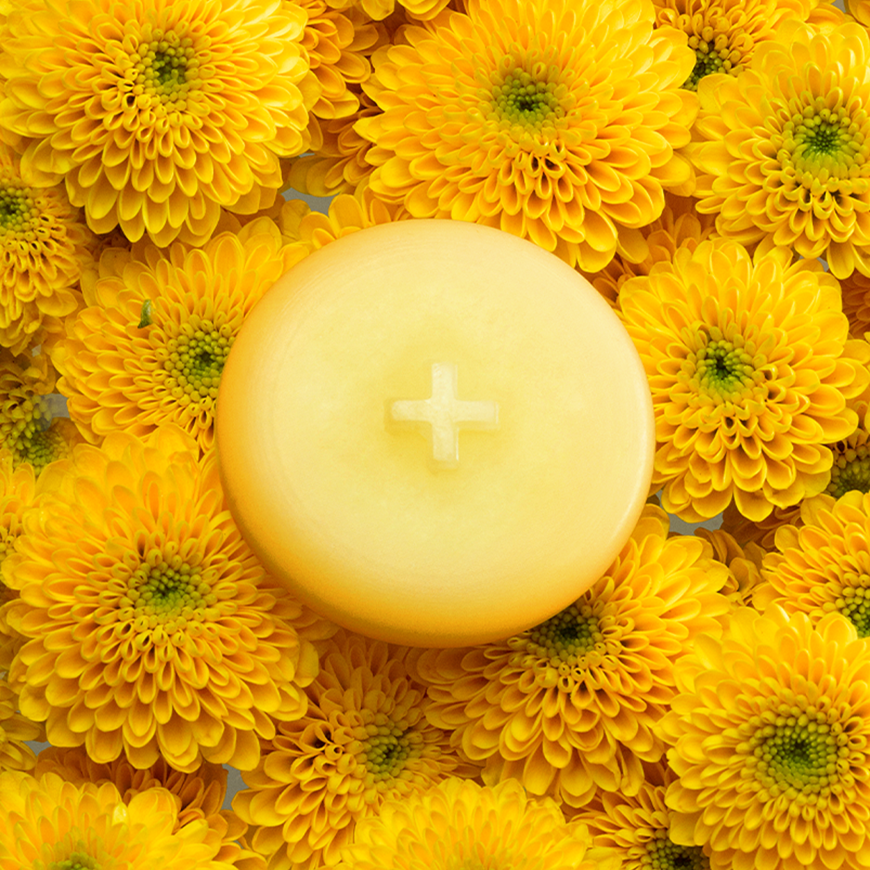 MIMOSA MELTS image 1