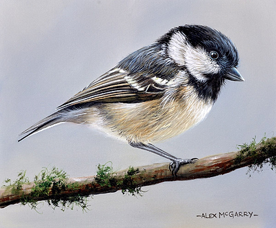 Coal tit