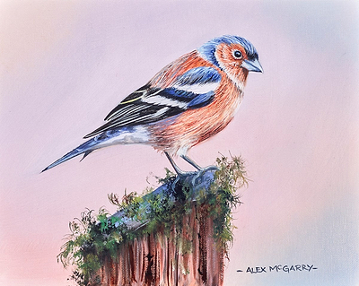 Chaffinch on a Branch