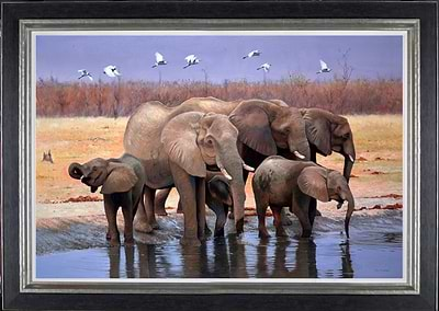 Marabou Pan, Botswana (Framed)