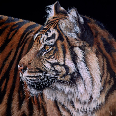 Tiger IV