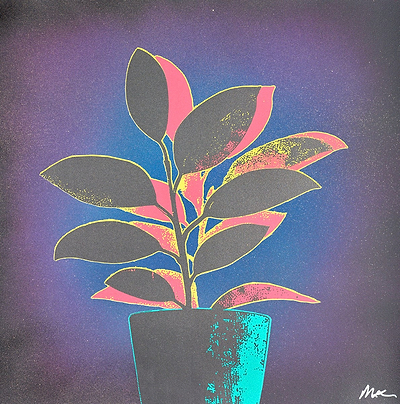 Rubber Plant - Green/Blue