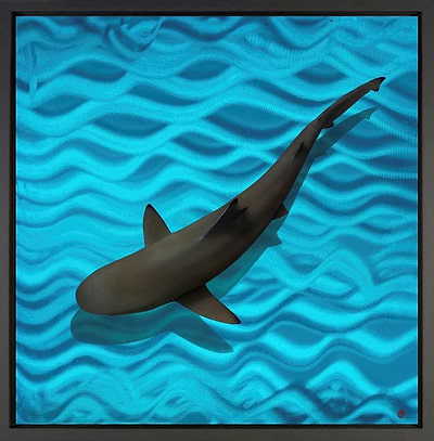 Blacktip Dance (Framed)