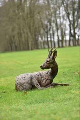 Roe Buck Lying Down - 2019