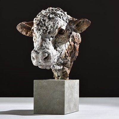 Hereford Bull Head - 2019