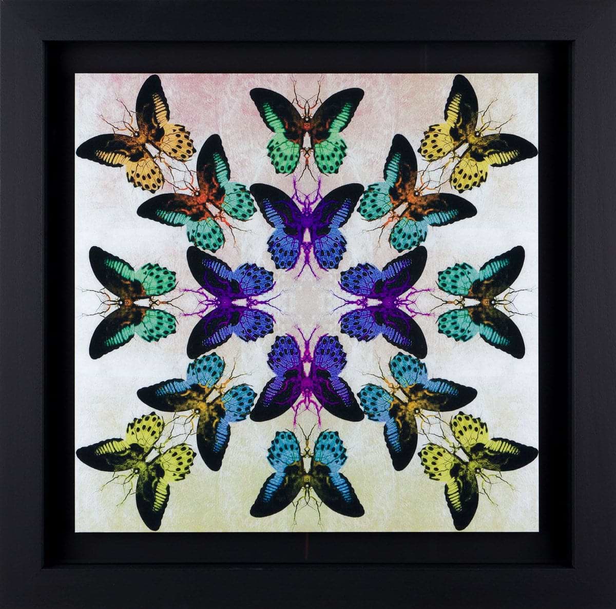 Buy Butterfly Art - Original Paintings & Limited Editions