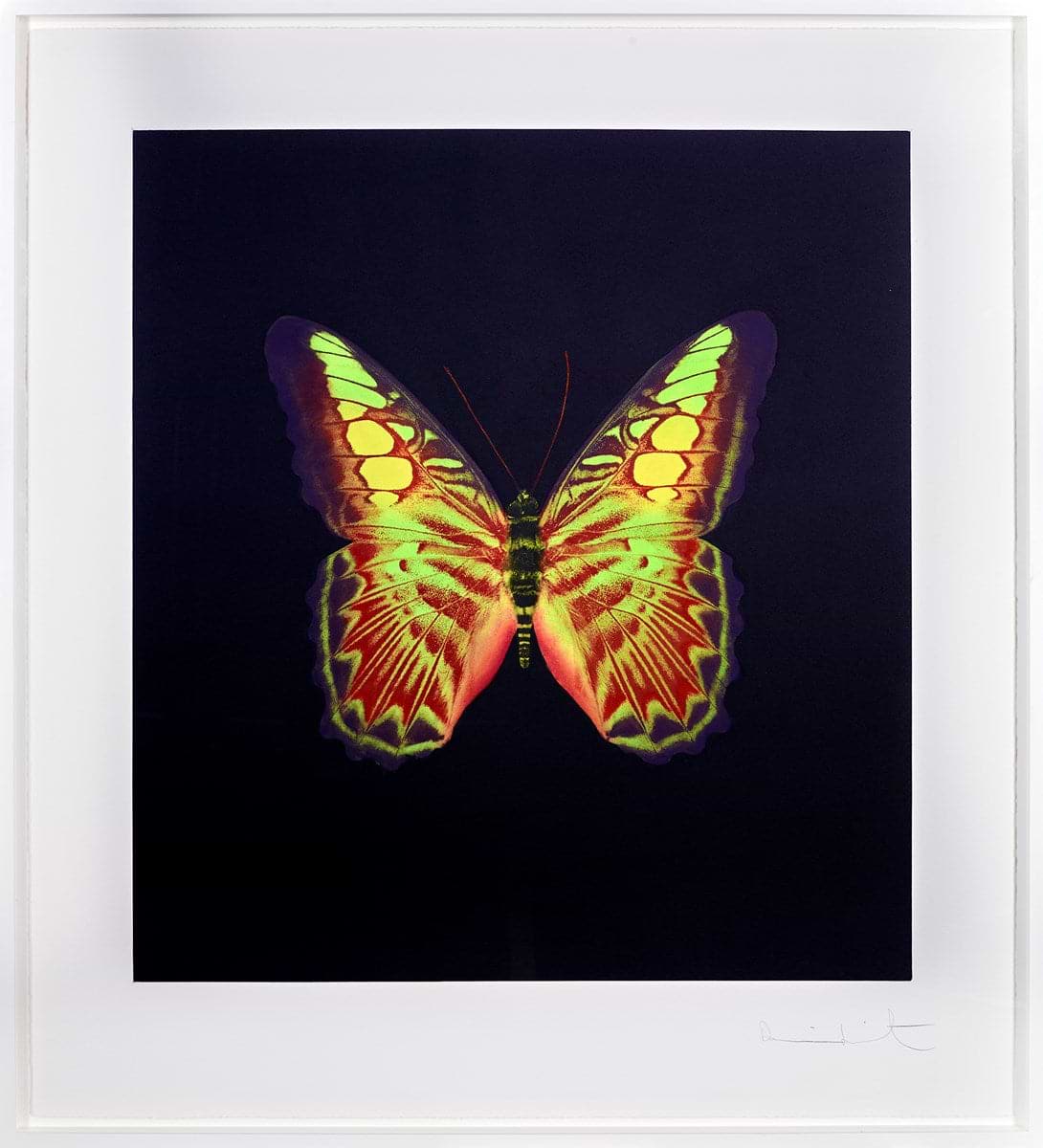 Buy Butterfly Art - Original Paintings & Limited Editions
