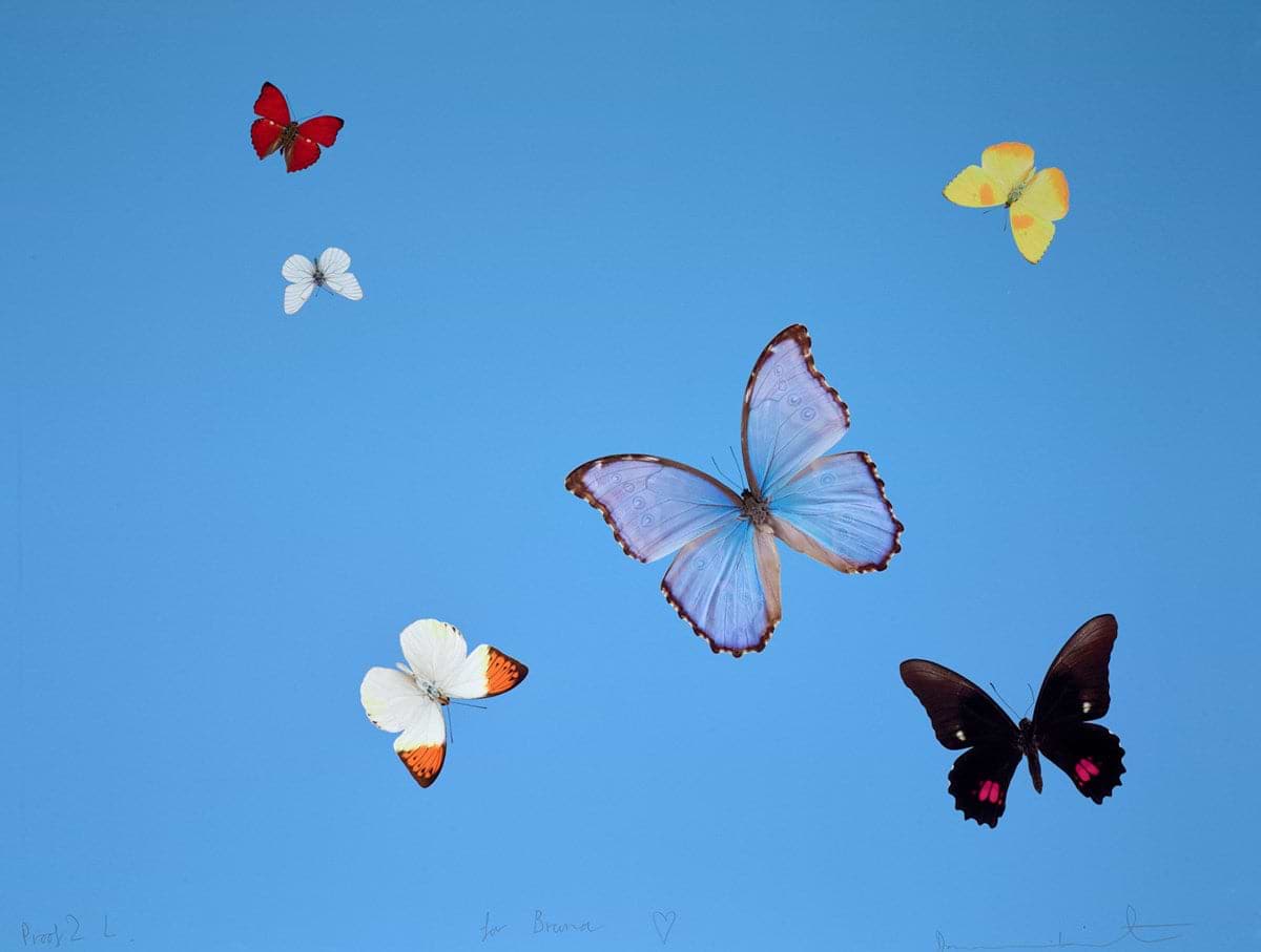 Star Spin | Damien Hirst – Clarendon Fine Art