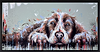 Spaniel Snoozes II