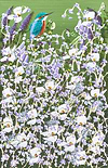 Kingfisher and Spring Florals VI
