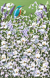 Kingfisher and Spring Florals VI