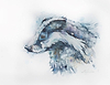 Young Badger Profile