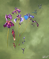 Emperors and Irises