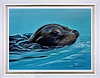 Gone For a Swim (Framed)