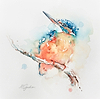 Mini Kingfisher