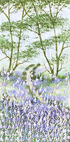 Bluebell Dreams II
