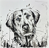 Labrador Blues