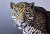 Leopard II