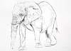 Elephant Charcoal Sketch I