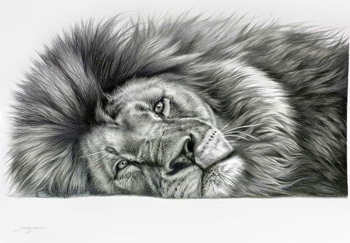 Relaxing Lion