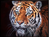 Sumatran Tiger- Rare Beauty (Framed)