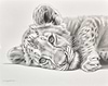 Born to Roar