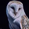 Barn Owl I