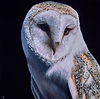 Barn Owl I