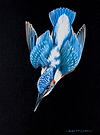 Kingfisher in Flight III