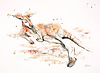 Sunbathing Kangaroo