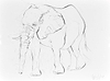 Elephant Study VIII