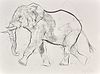 Elephant Study XXII