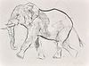 Elephant Study XXII