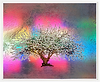 Lady Jane Grey, Rainbow Blossom