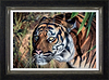 In the Shadows (Framed)