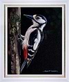 Great Spotted Woodpecker I (Framed)