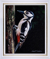 Great Spotted Woodpecker I (Framed)