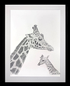 Giraffe Study (Framed)