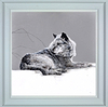 Grey Wolf (Framed)