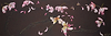 Flower Fun