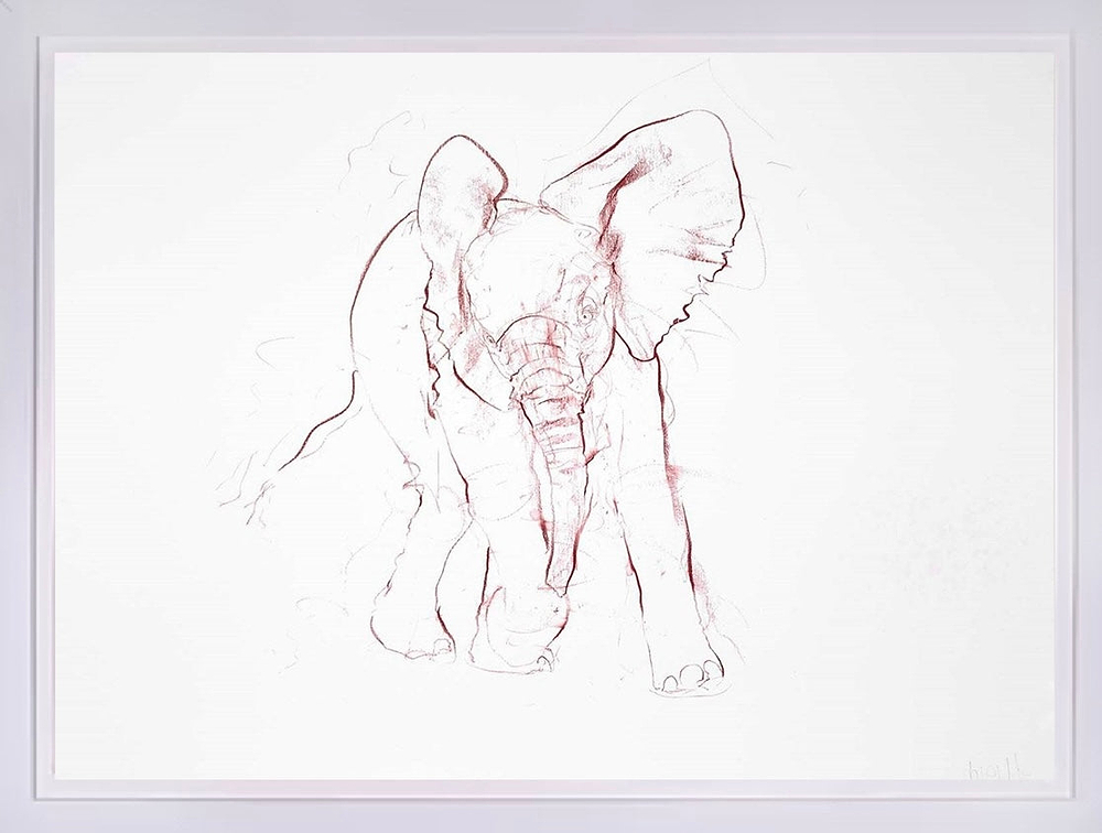 Young Elephant Sketch IV