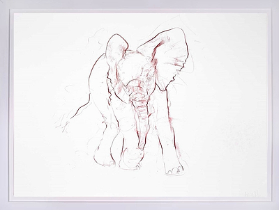 Young Elephant Sketch IV