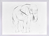 Elephant Study XV