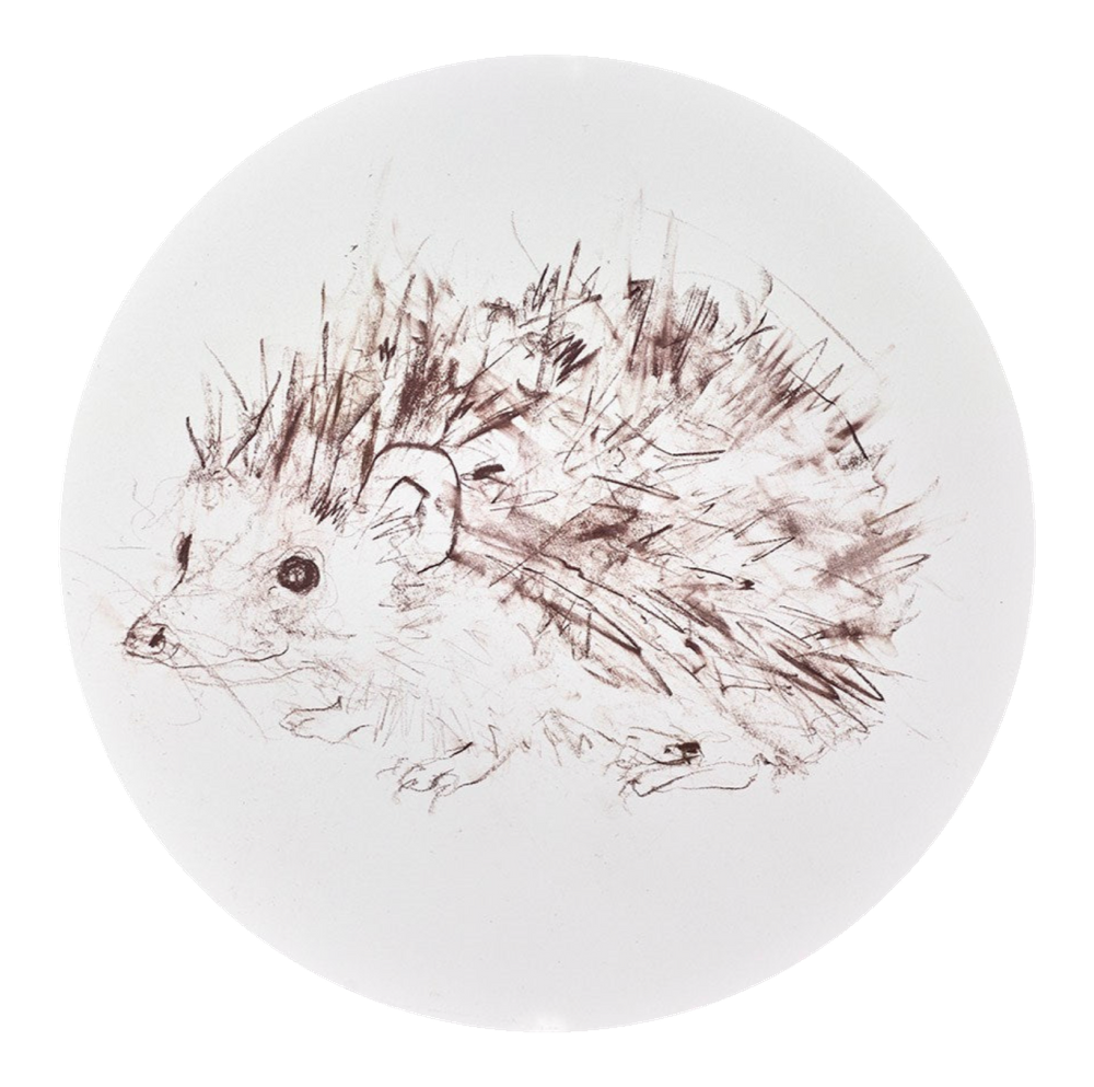 Hedgehog Study II