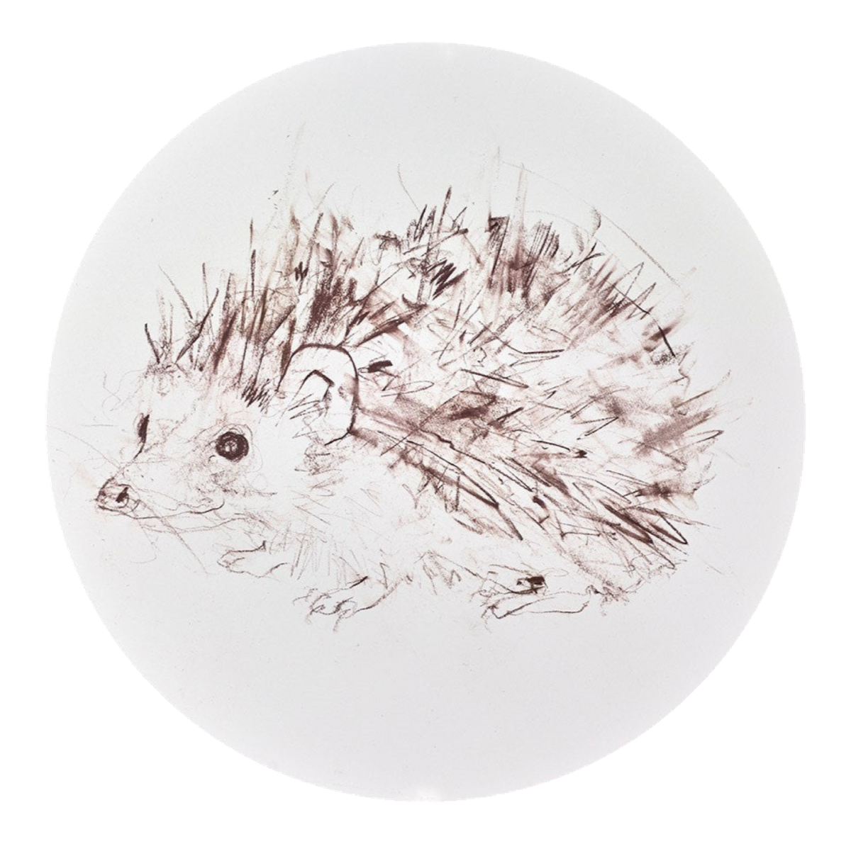 Hedgehog Study II